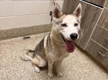 POLLY POCKET -  Siberian Husky Dog for Adoption in Colorado Springs, Colorado - POLLY POCKET | PetCurious