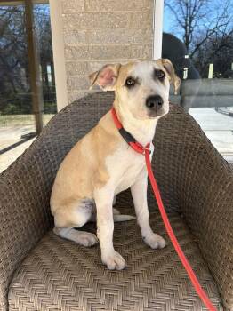 Mixed Breed Dogs Available for Adoption - ROSE  $425 | PetCurious