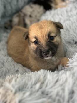 German Shepherd Dog and Australian Shepherd Dogs Available for Adoption - Mochi | PetCurious