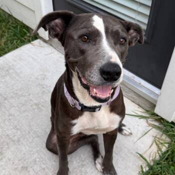 Rescue Pit Bull Terrier Dogs for Adoption in Dallas, Texas - Ella | PetCurious