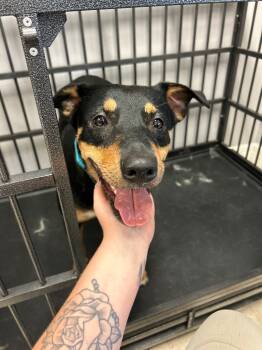 Rescue Cattle Dog Dogs for Adoption in Hot Springs, Arkansas - Billie | PetCurious