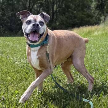 Olive -  Boxer Dog for Adoption in Woodbury, Minnesota - Olive | PetCurious