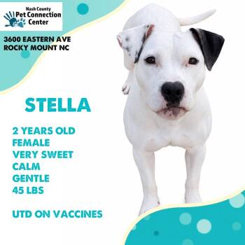 STELLA  Available NOW - ADOPTION or RESCUE! -  Mixed Breed Dog for Adoption in Nashville, North Carolina - STELLA  Available NOW - ADOPTION Or RESCUE! | PetCurious