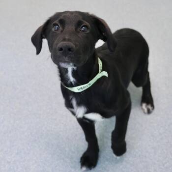 Heath -  Collie Dog for Adoption in Briarcliff Manor, New York - Heath | PetCurious