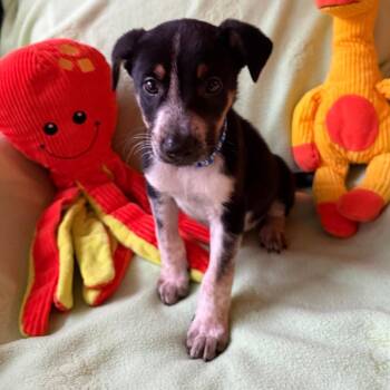 Cowpoke -  Australian Shepherd and Pointer Dog for Adoption in Normal, Illinois - Cowpoke | PetCurious