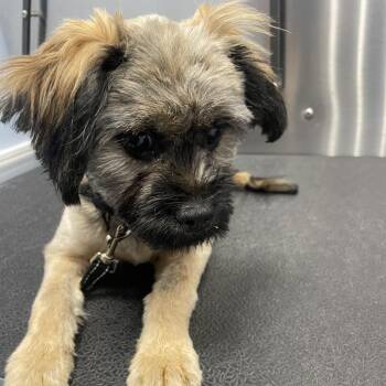 Lilo -  Shih Tzu and Lhasa Apso Dog for Adoption in Jupiter, Florida - Lilo | PetCurious