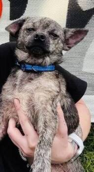 Mouse -  Chihuahua Dog for Adoption in Germantown, Ohio - Mouse | PetCurious