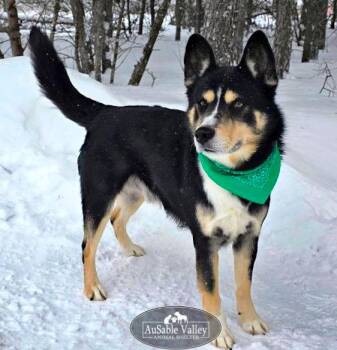 Mixed Breed Dogs Available for Adoption - Asher | PetCurious