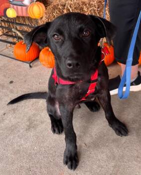 Merv -  Labrador Retriever and American Staffordshire Terrier Dog for Adoption in Trenton, New Jersey - Merv | PetCurious