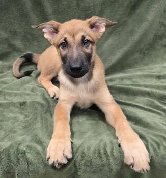 Hulk -  German Shepherd Dog and Husky Dog for Adoption in Frankfort, Indiana - Hulk | PetCurious