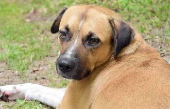 Rescue American Staffordshire Terrier Dogs for Adoption in Fort Lauderdale, Florida - SULTAN | PetCurious