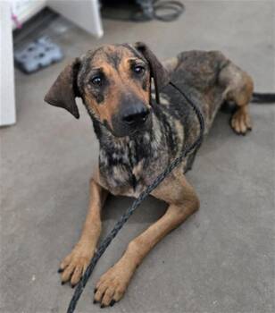 Mixed Breed Dogs Available for Adoption in Dallas, Texas - CAFE | PetCurious
