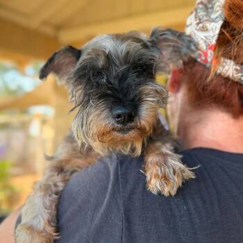 Marjorie -  Miniature Schnauzer Dog for Adoption in Ramona, California - Marjorie | PetCurious