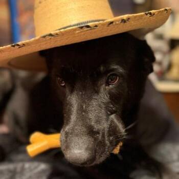 Reba -  Labrador Retriever and Mixed Breed Dog for Adoption in Normal, Illinois - Reba | PetCurious