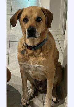 Riggins -  Labrador Retriever and Great Pyrenees Dog for Adoption in Houston, Texas - Riggins | PetCurious