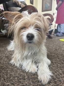 Boogie -  Silky Terrier and Mixed Breed Dog for Adoption in Divide, Colorado - Boogie | PetCurious
