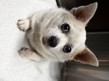Khloe -  Chihuahua Dog for Adoption in Wappingers Falls, New York - Khloe | PetCurious