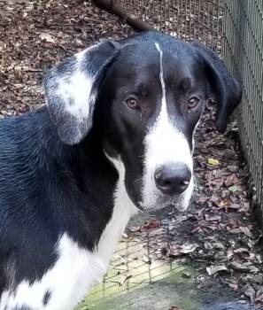 Hartwell -  Great Dane and Great Pyrenees Dog for Adoption in Greensboro, Georgia - Hartwell | PetCurious