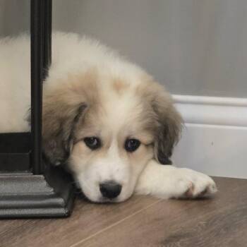 Woolly -  Great Pyrenees and Mixed Breed Dog for Adoption in Cincinnati, Ohio - Woolly | PetCurious