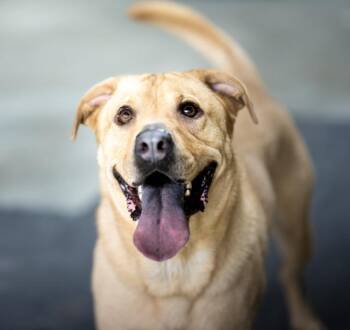 Rescue Labrador Retriever Dogs for Adoption in Houston, Texas - Ace | PetCurious