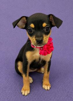 Darcy -  Chihuahua and Miniature Pinscher Dog for Adoption in Lodi, California - Darcy | PetCurious