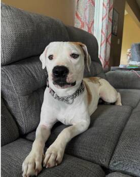 Kimba -  Hound Dog for Adoption in Germantown, Ohio - Kimba | PetCurious