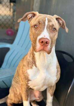 Ilayda -  Pit Bull Terrier Dog for Adoption in Chicago, Illinois - Ilayda | PetCurious