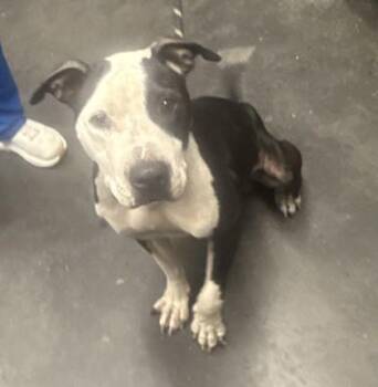 08323B Wade -  American Staffordshire Terrier and Mixed Breed Dog for Adoption in North Charleston, South Carolina - 08323B Wade | PetCurious