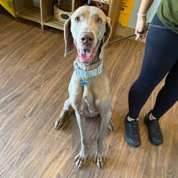Willow 4117 -  Weimaraner and Great Dane Dog for Adoption in Loxahatchee Groves, Florida - Willow 4117 | PetCurious