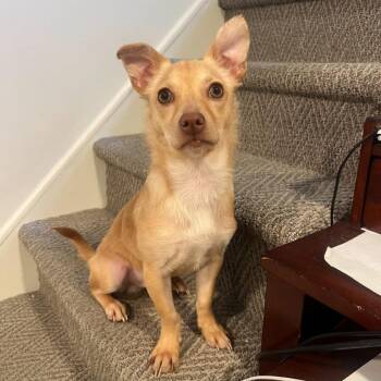 Chihuahua Dogs Available for Adoption in Philadelphia, Pennsylvania - Simba | PetCurious