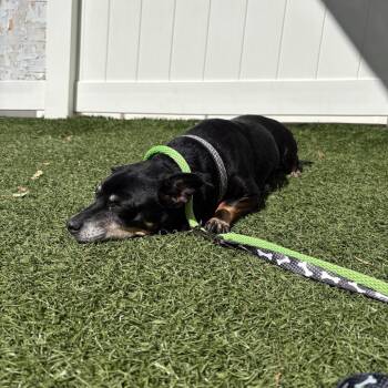 Mixed Breed Dogs Available for Adoption - Katy | PetCurious