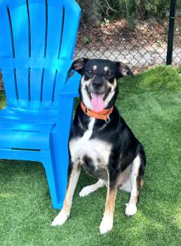 Milo -  Shepherd Dog for Adoption in Pawleys Island, South Carolina - Milo | PetCurious