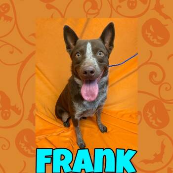Rescue Cattle Dog Dogs for Adoption in Royse City, Texas - Frank | PetCurious