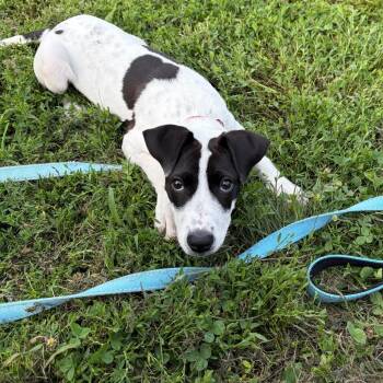 Alise -  Terrier and Mixed Breed Dog for Adoption - Alise | PetCurious