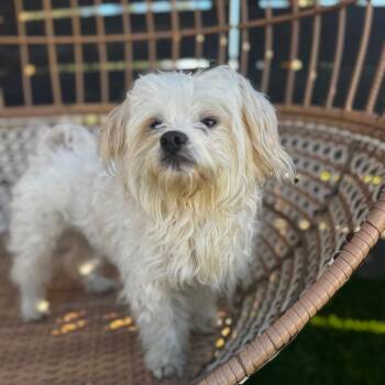 Tiki -  Maltese Dog for Adoption in San Diego, California - Tiki | PetCurious