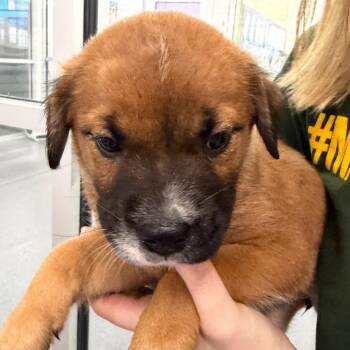 Roula -  Mixed Breed and Retriever Dog for Adoption in Montgomery, Alabama - Roula | PetCurious