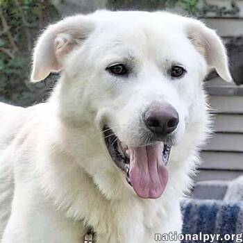 Rescue Great Pyrenees Dogs for Adoption in Beacon, New York - Noble In CT - Super Playful With Everyone! | PetCurious
