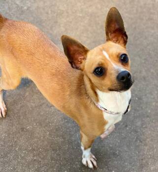 Daisy -  Chihuahua Dog for Adoption in Urbandale, Iowa - Daisy | PetCurious