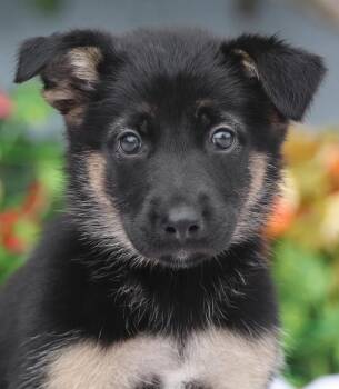 Cleo von Nala -  German Shepherd Dog Dog for Adoption in Los Angeles, California - Cleo Von Nala | PetCurious