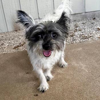 Jake -  Terrier Dog for Adoption in Cedar Park, Texas - Jake | PetCurious