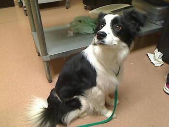 KING HENRY -  Border Collie and Mixed Breed Dog for Adoption in Cookeville, Tennessee - KING HENRY | PetCurious