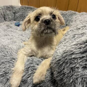 TULA -  Terrier and Pug Dog for Adoption in Graham, Washington - TULA | PetCurious