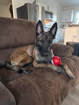 Axel - Formerly Baxter - Located in FL -  Belgian Shepherd Malinois Dog for Adoption in Imlay City, Michigan - Axel - Formerly Baxter - Located In FL | PetCurious