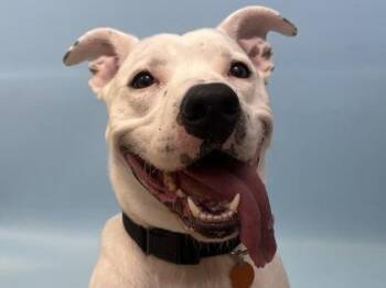 Dozer -  Pit Bull Terrier and Mixed Breed Dog for Adoption in Woodbury, Minnesota - Dozer | PetCurious