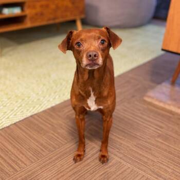 Benito -  Chihuahua Dog for Adoption in San Diego, California - Benito | PetCurious