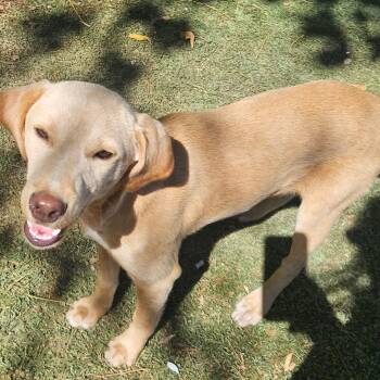 Fig Funny -  Yellow Labrador Retriever and Hound Dog for Adoption in Andover, Massachusetts - Fig Funny | PetCurious