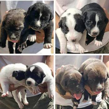 Rescue German Shepherd Dog and Labrador Retriever Dogs for Adoption in Amarillo, Texas - Brigette | PetCurious