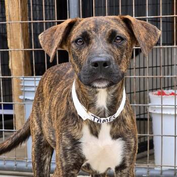 James -  Mixed Breed Dog for Adoption in Parrish, Alabama - James | PetCurious