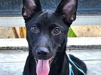 Rescue Mountain Dog Dogs for Adoption in City Of Industry, California - Leo | PetCurious