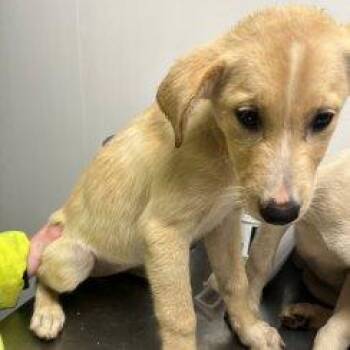 Piglet -  Mixed Breed Dog for Adoption in Raleigh, North Carolina - Piglet | PetCurious